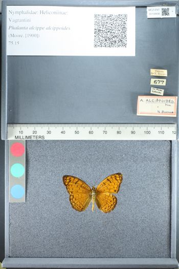 Media type: image;   Entomology 158936